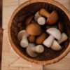 Type Of Play QToys | Qtoys - Wooden Mushrooms